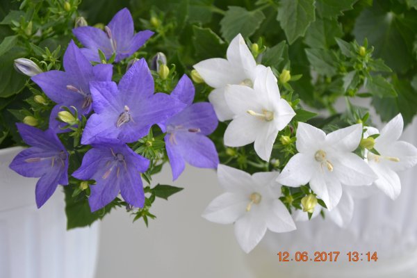 Кампанула Блауранка