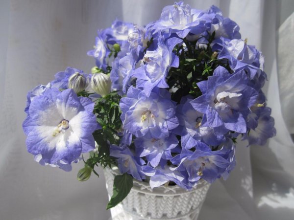 Кампанула махровая