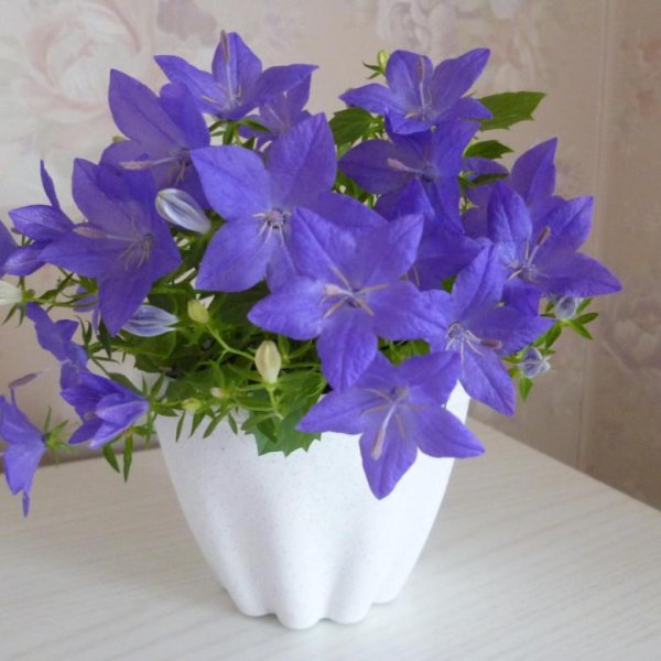 Кампанула цветок
