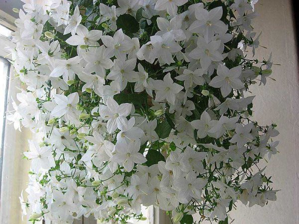 Кампанула жених и невеста