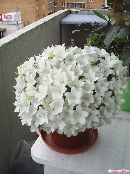 Кампанула белая