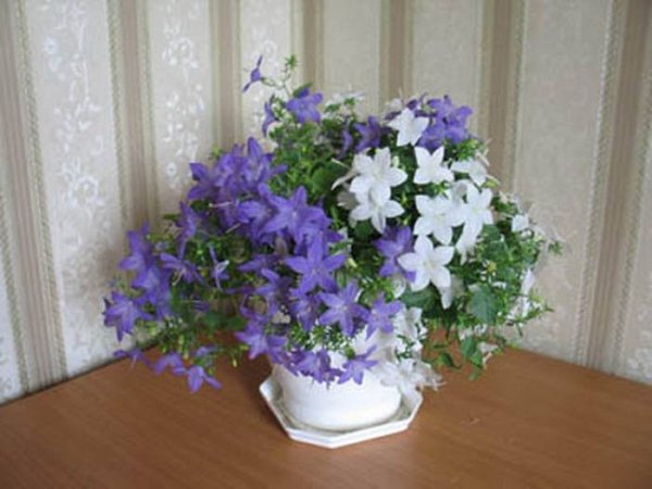 Кампанула голубая жених