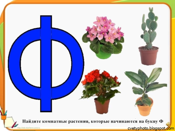 Растения по алфавиту для детей