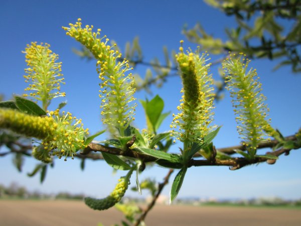 Salix Alba цветение
