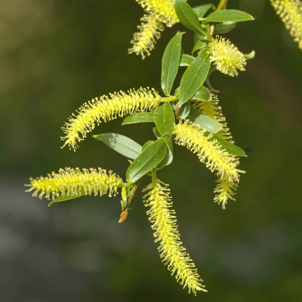 Salix x sepulcralis