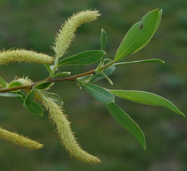 Ива ломкая Salix fragilis
