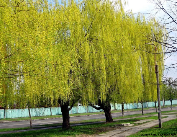 Ива, ветла, Ракита, лоза, Лозина, Верба
