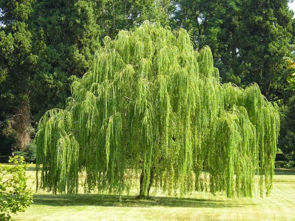 Ива Вавилонская (Salix babylonica)