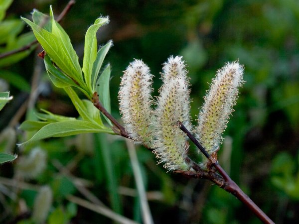 Salix pulchra