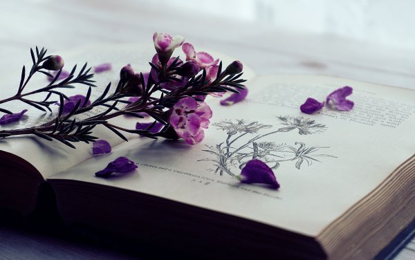 Фиолетовые книги Эстетика