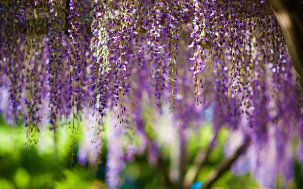 Purple Глициния