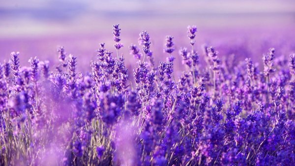Позитив природа