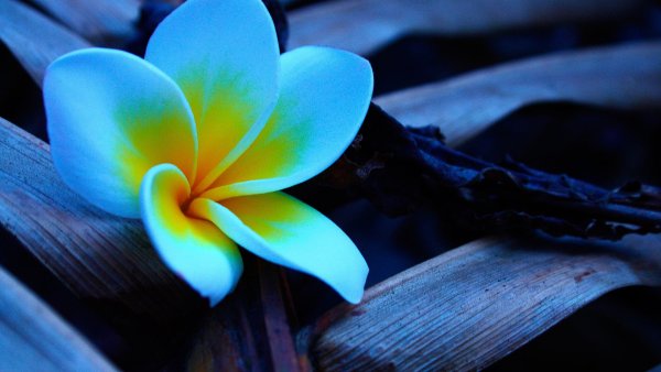 Красивые зеленые растения