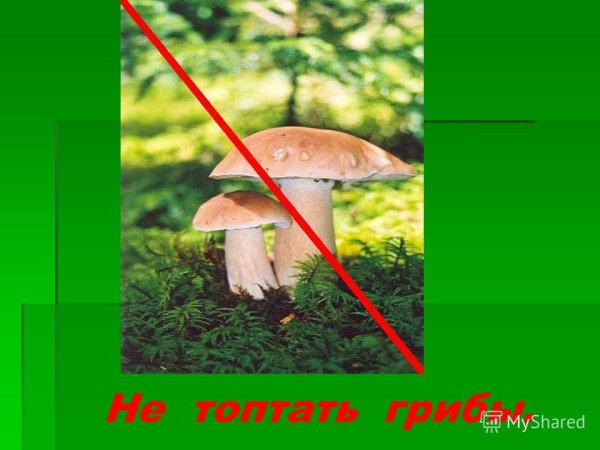 Не топчи ядовитые грибы
