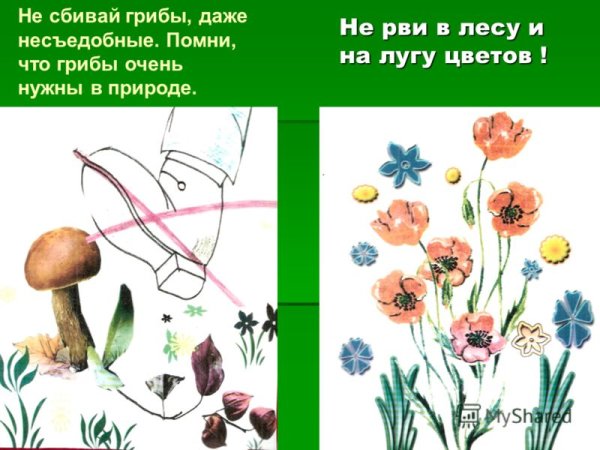 Не сбивай грибы в лесу