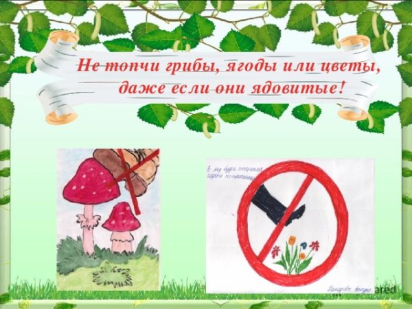 Нельзя топтать ядовитые грибы