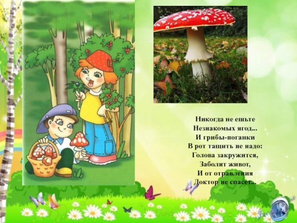 Правила поведения в лесу грибы