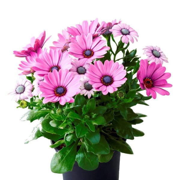 Остеоспермум Cape Daisy