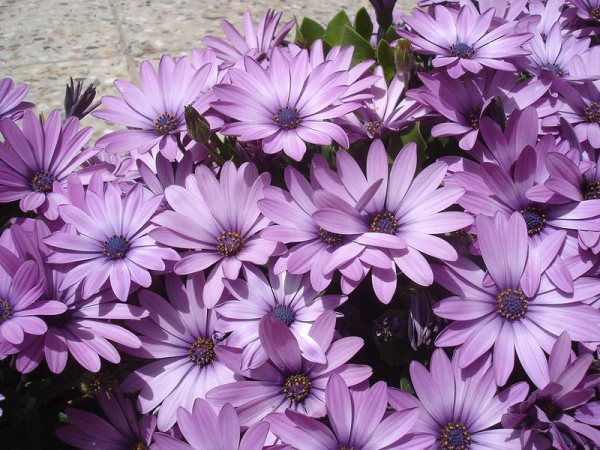 Остеоспермум Dalina Double Enrico