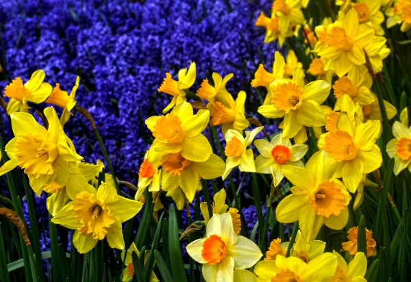 Нарцисс голубой