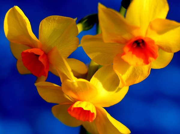Botanical Mix Нарцисс
