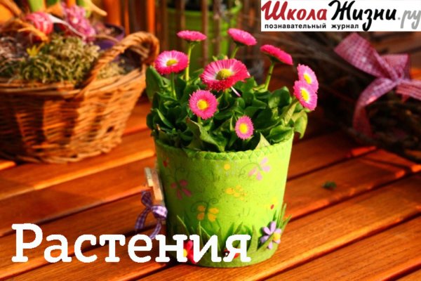 Цветы в горшках