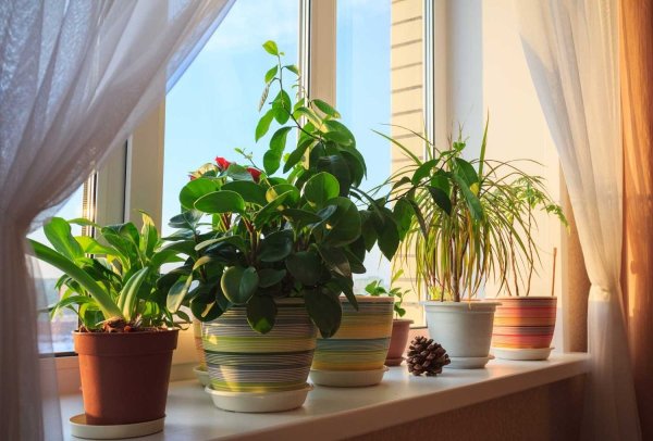 Калла Zantedeschia Mix