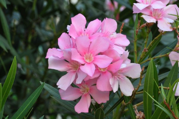 Олеандр (Nerium Oleander)