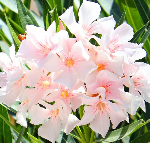 Олеандр (Nerium Oleander)