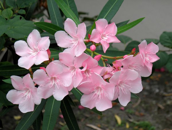 Олеандр (Nerium Oleander)