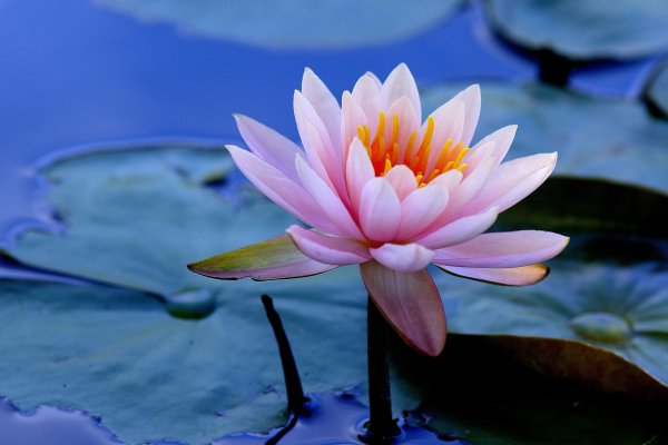 Водяная Лилия/Nymphaea