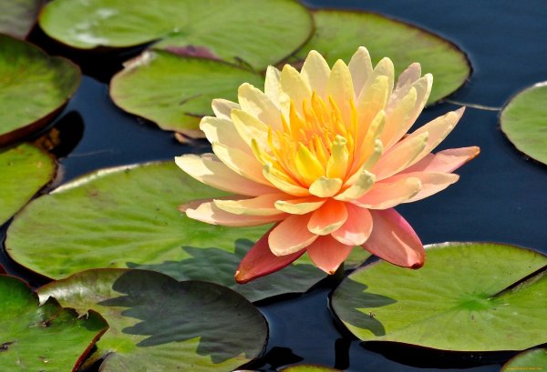 Водяная Лилия/Nymphaea