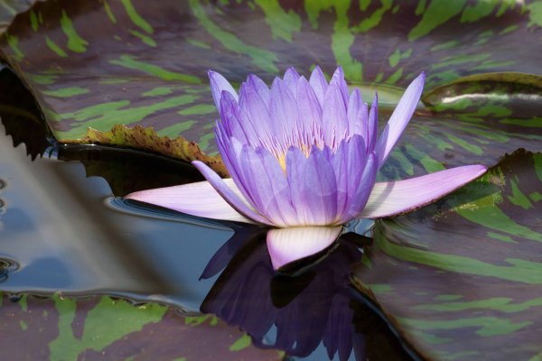 Кувшинка Nymphaea Fabiola