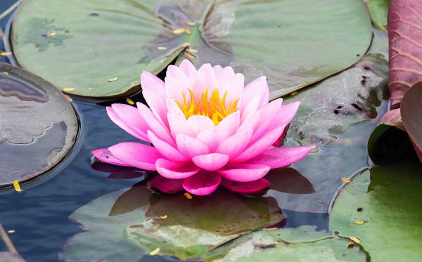 Водяная Лилия/Nymphaea