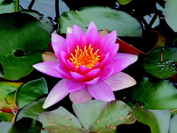 Nymphaea растение