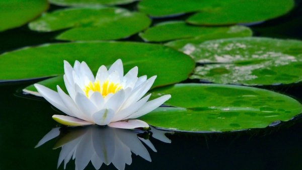 Кувшинка Nymphaea Albatross