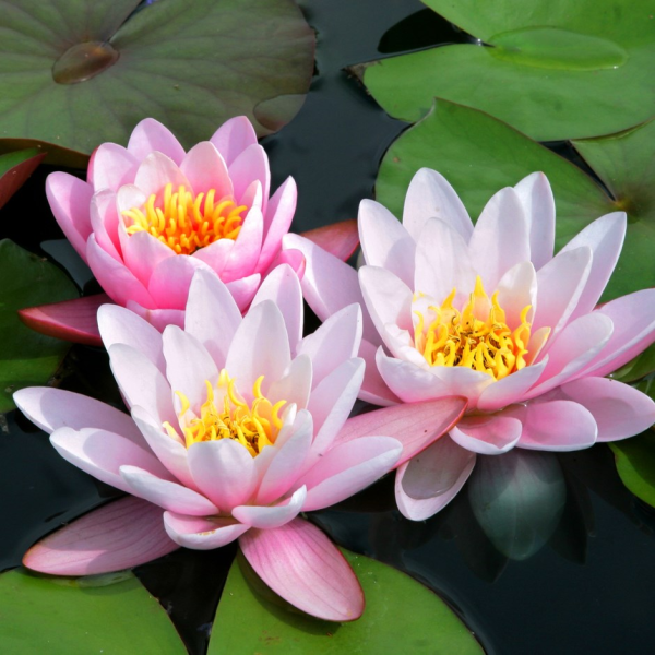 Водяная Лилия/Nymphaea