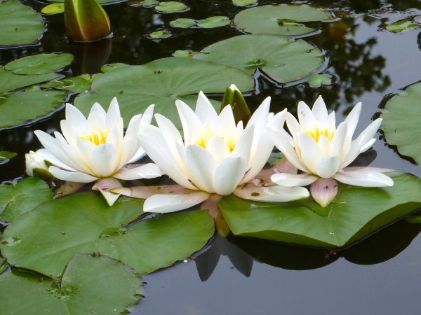 Водяная Лилия/Nymphaea