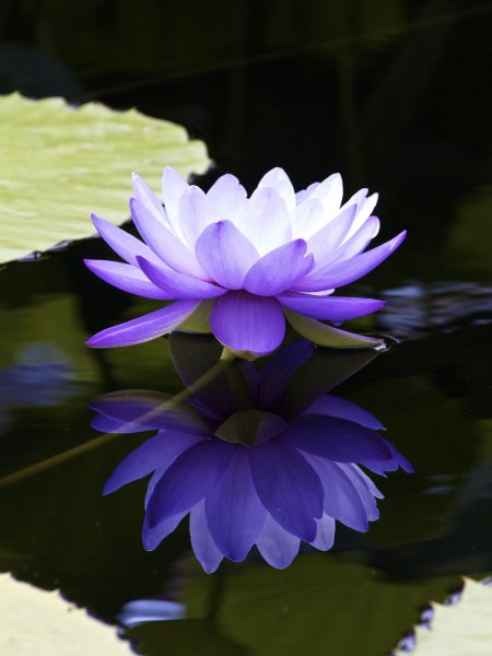 Голубой Лотос (Nymphaea caerulea)