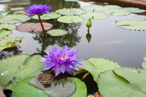 Лотос водные растения