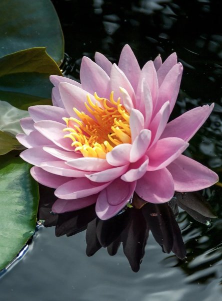Водяная Лилия/Nymphaea