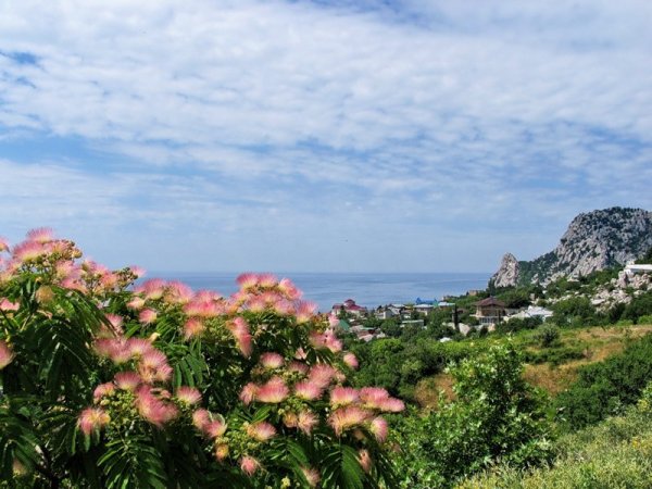 Ленкоранская Акация в Крыму
