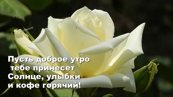 Белые розы с добрым утром с пожеланиями