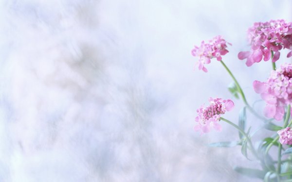 Сиреневые цветы уголки