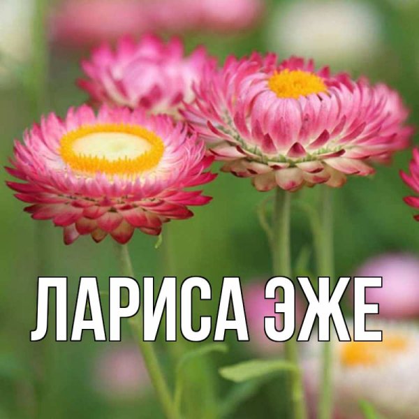 Имя лари