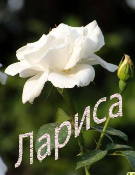 Цветы для Ларисы