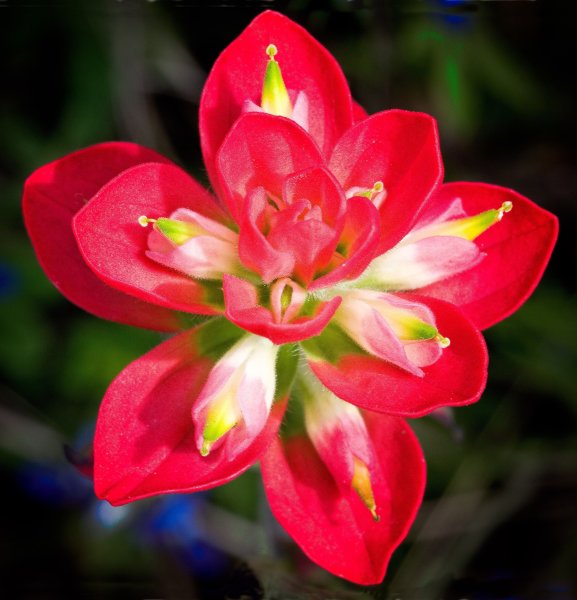 Castilleja indivisa цветы