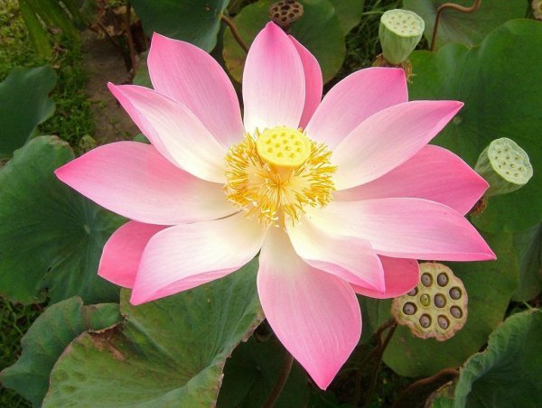 Лотос (Nelumbo)