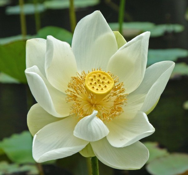 Белый Лотос (White Lotus)