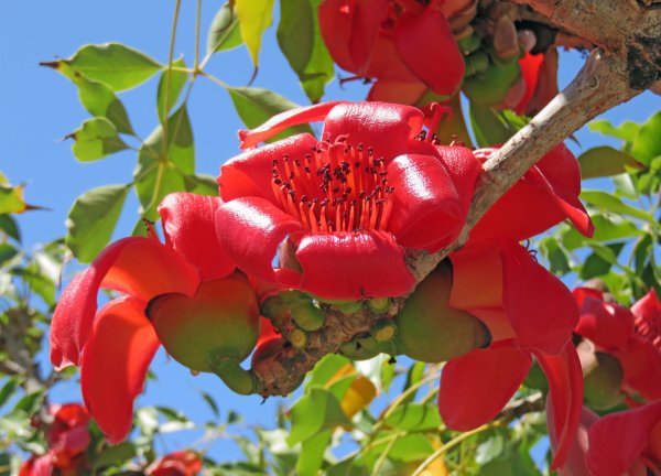 Bombax Ceiba дерево